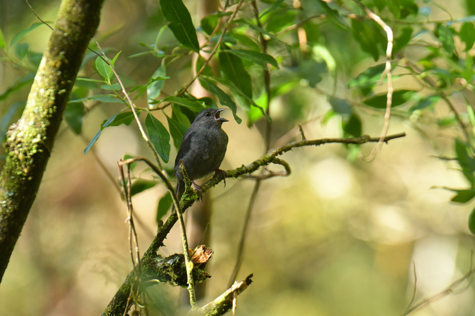 Uniform Finch Haplospiza unicolor