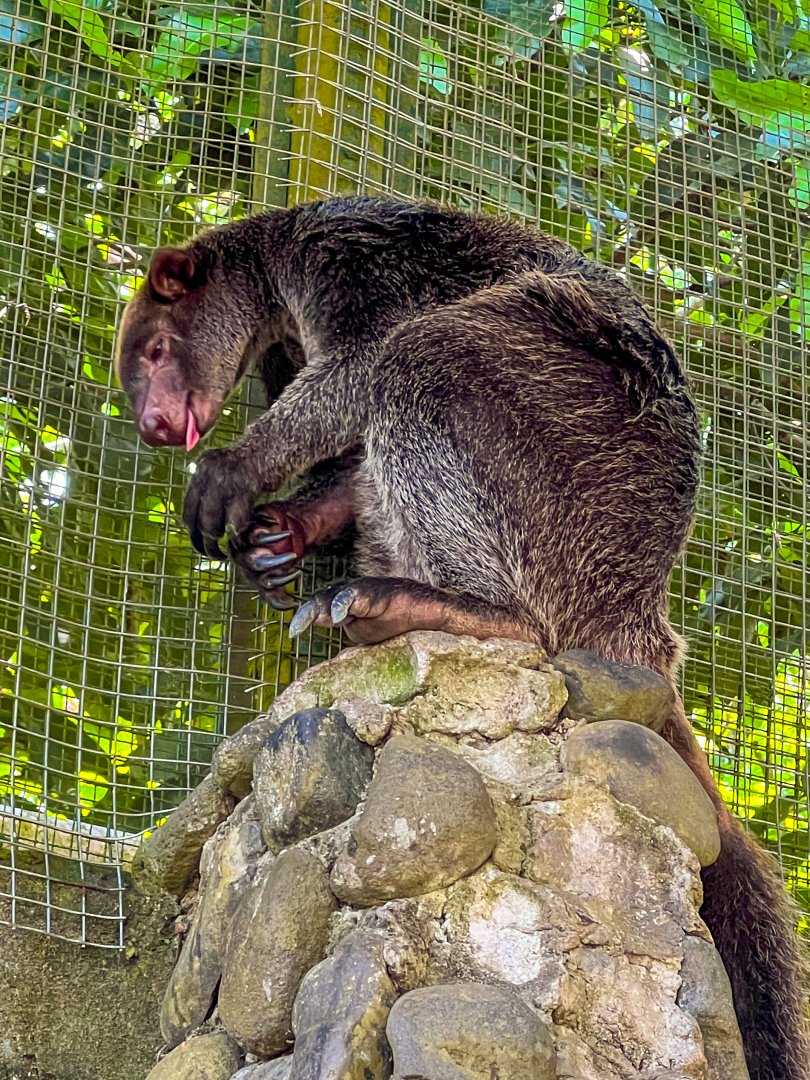 Unijo Kelabu / Grizzled Tree Kangaroo (Dendrolagus inustus)