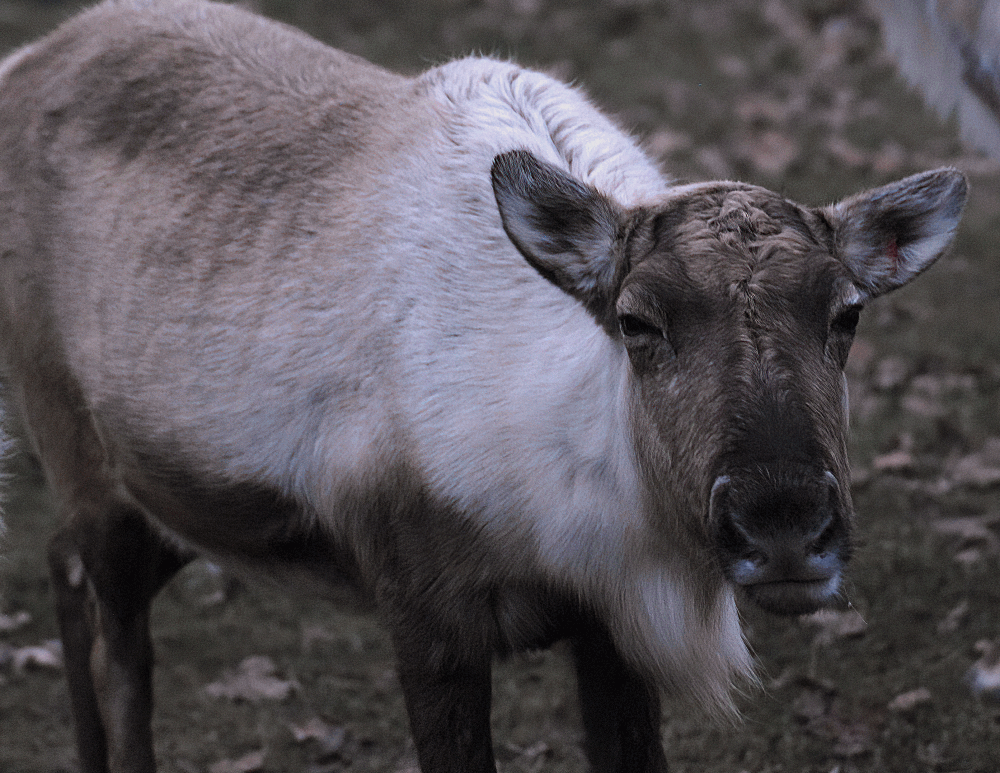 Unimpressed reindeer - Cotswold Wildlife Park 2023