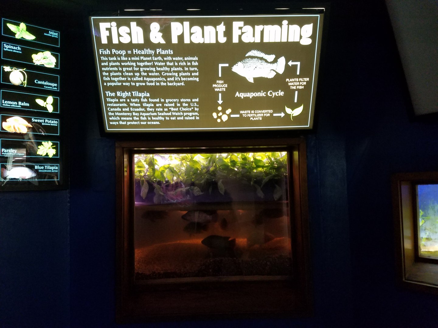 Unique Aquarium Exhibit