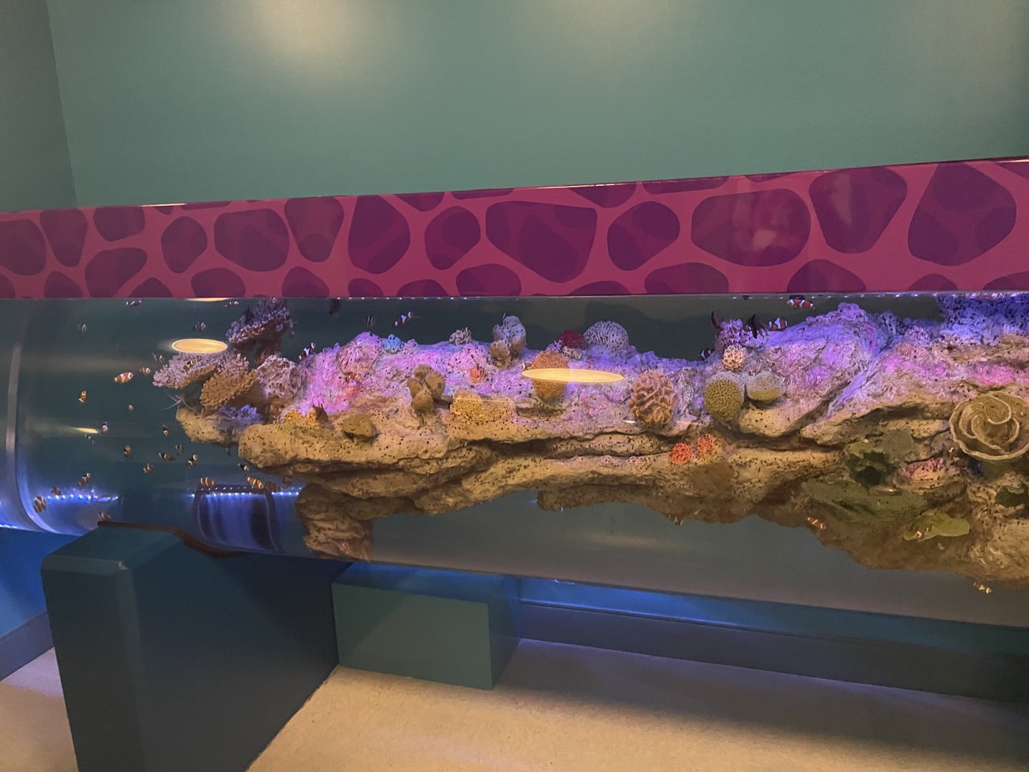 Unique Clownfish Tank- May 2024