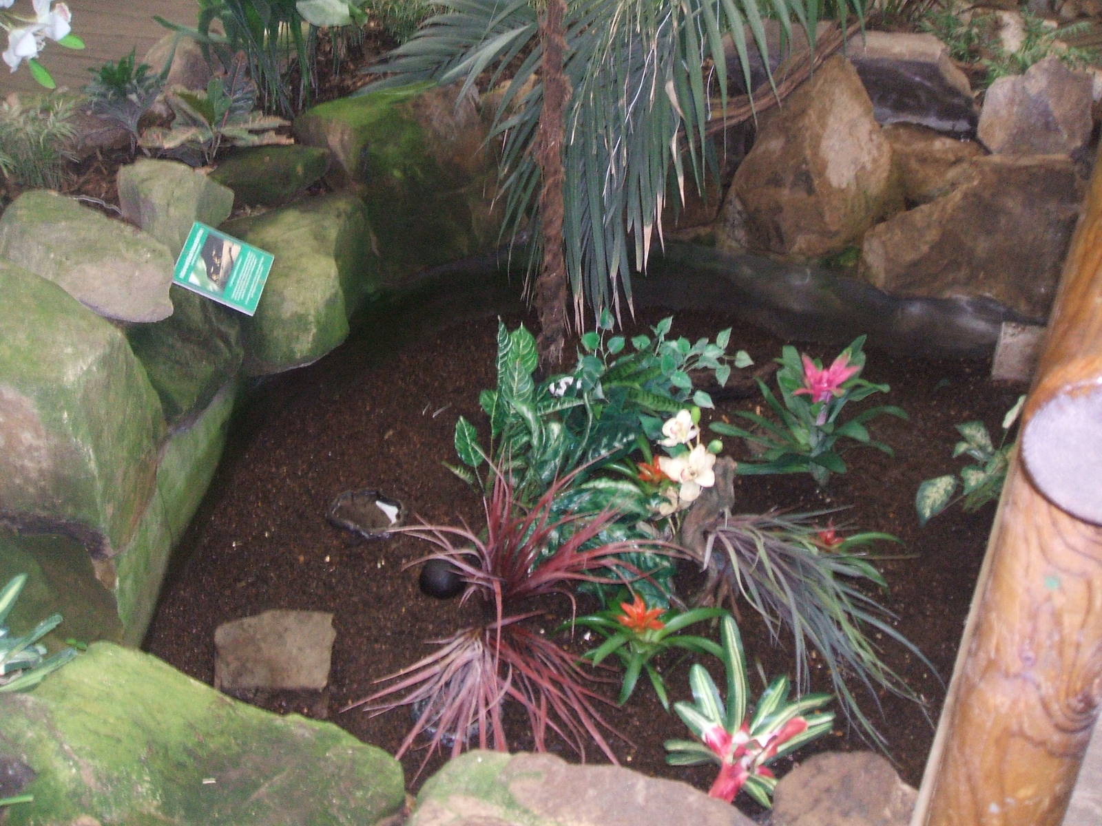 Unique Poison Arrow Frog enclosure