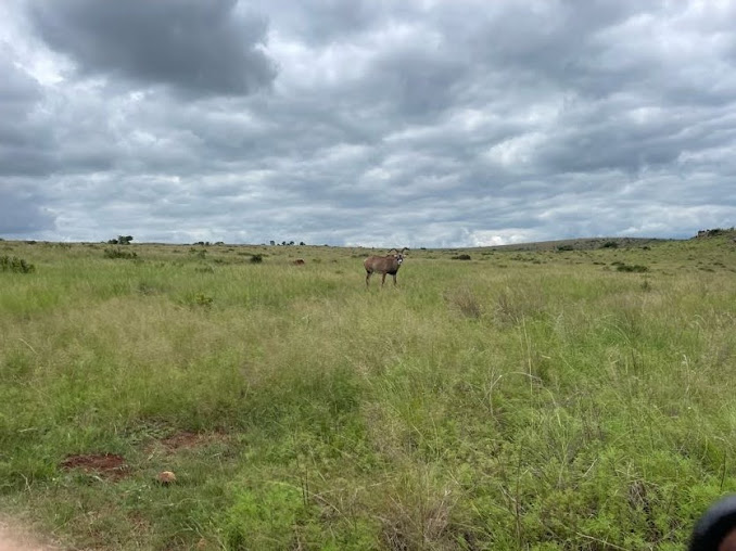 Uniquely Horned Roan Antelope (Hippotragus equinus)