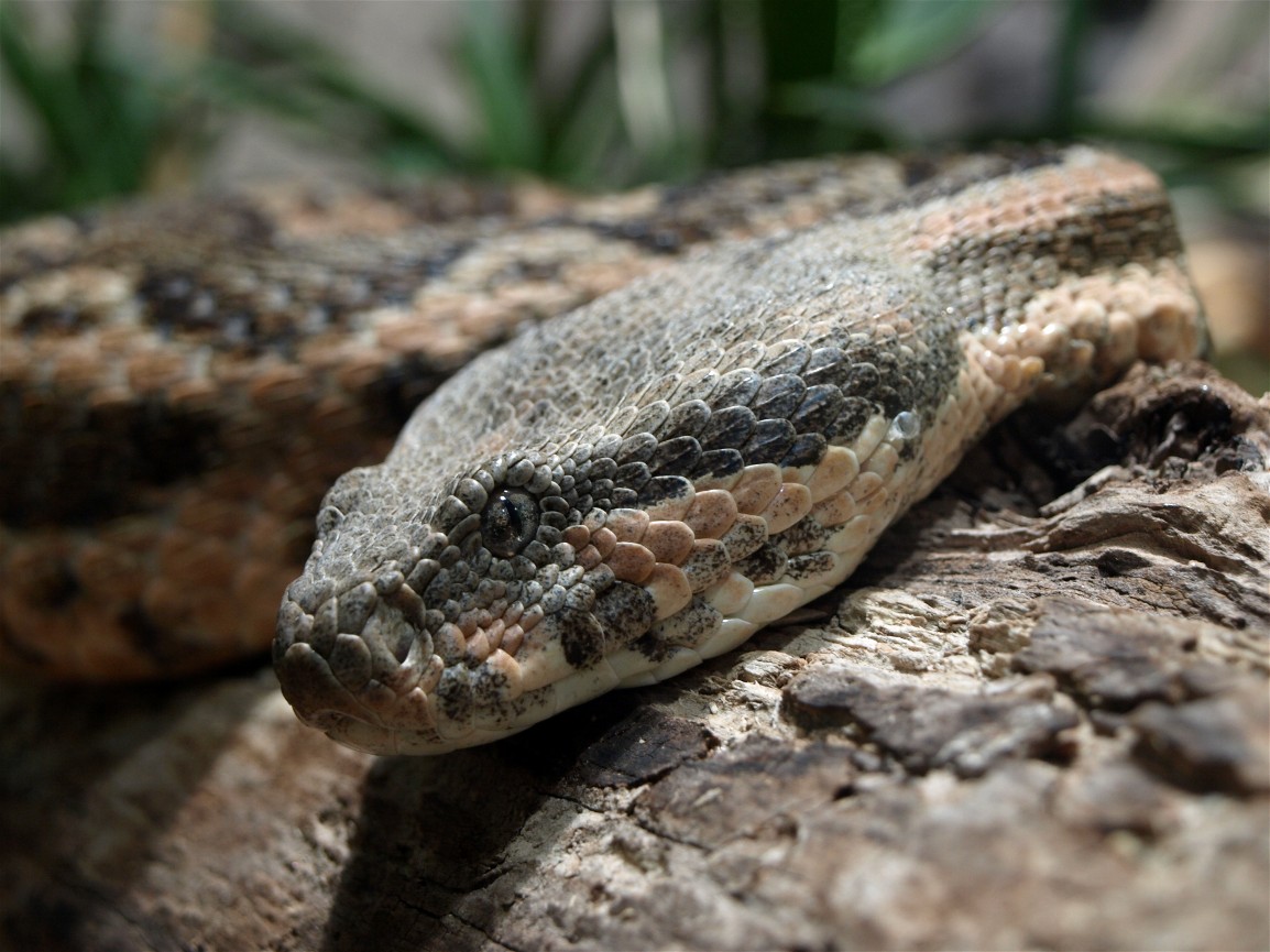 Universeum - Sahara rock viper