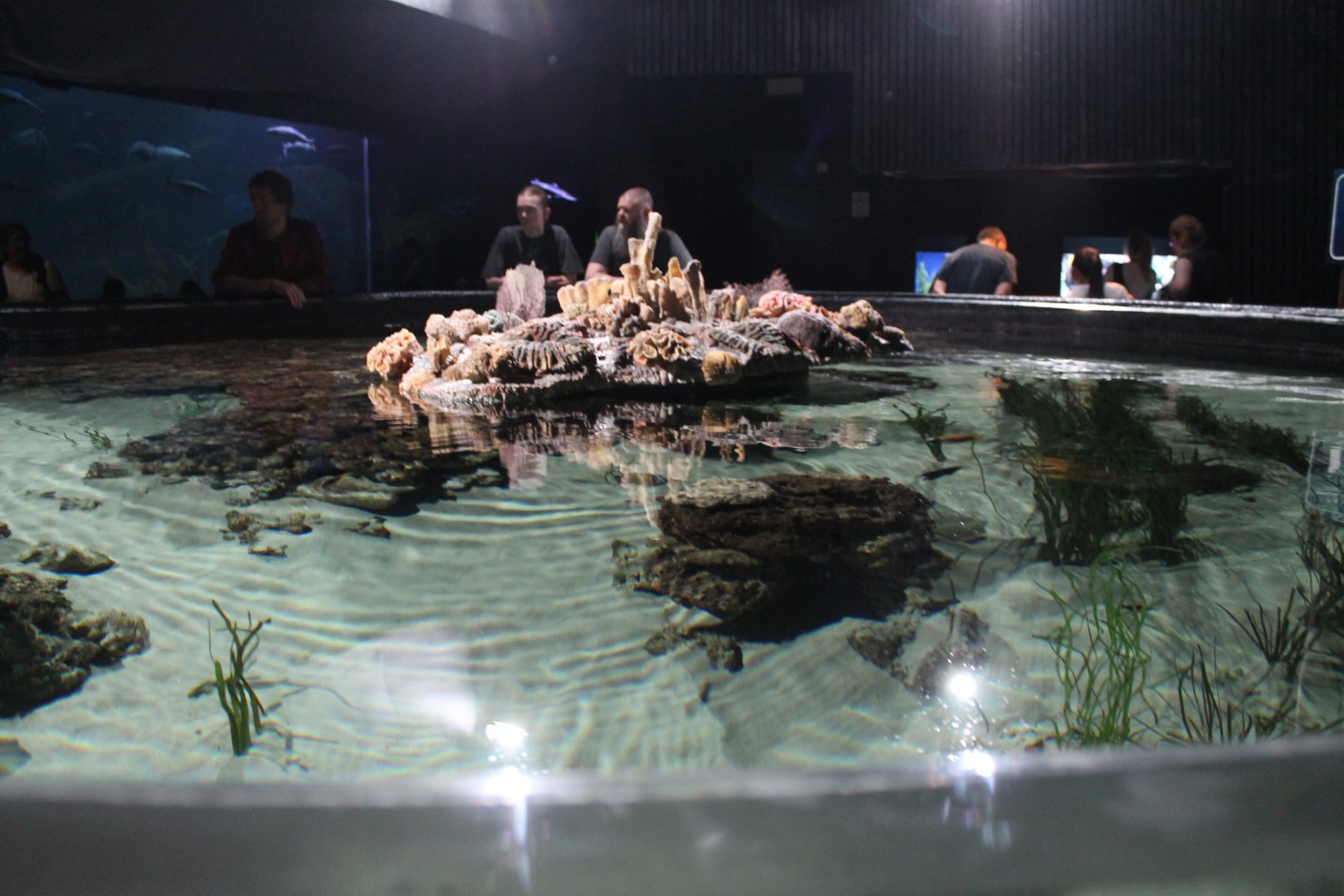 Universeum Stingray Tank