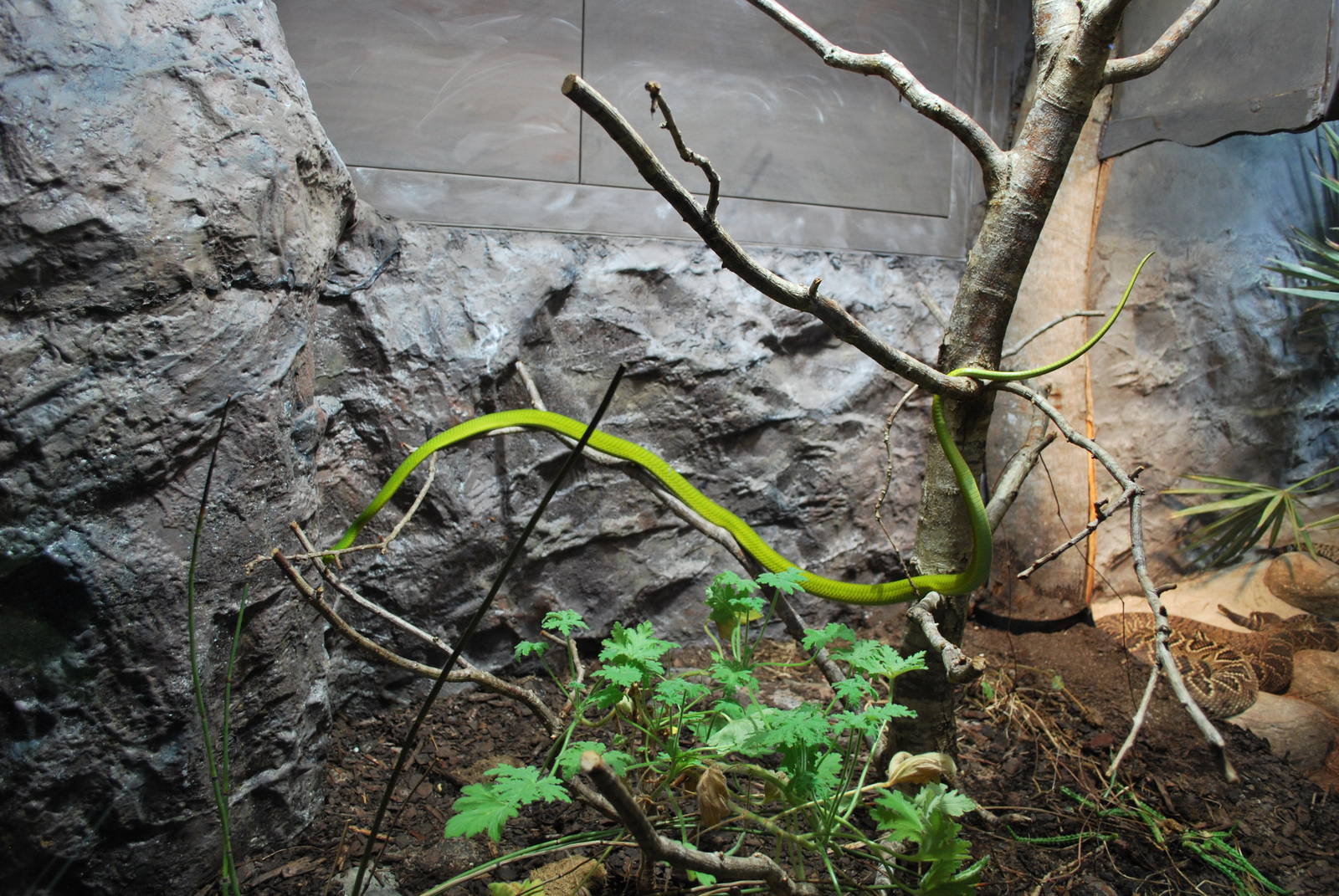 Universeum -  the Deadly But Beautiful exhibit