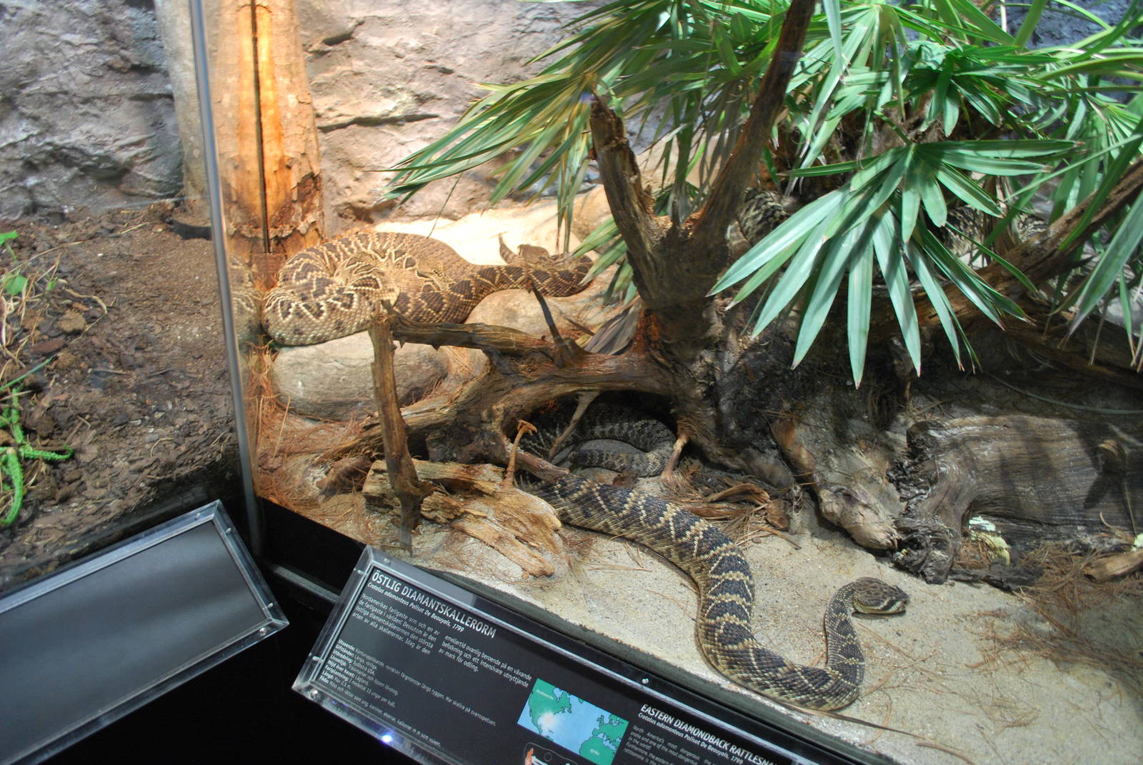 Universeum -  the Deadly But Beautiful exhibit