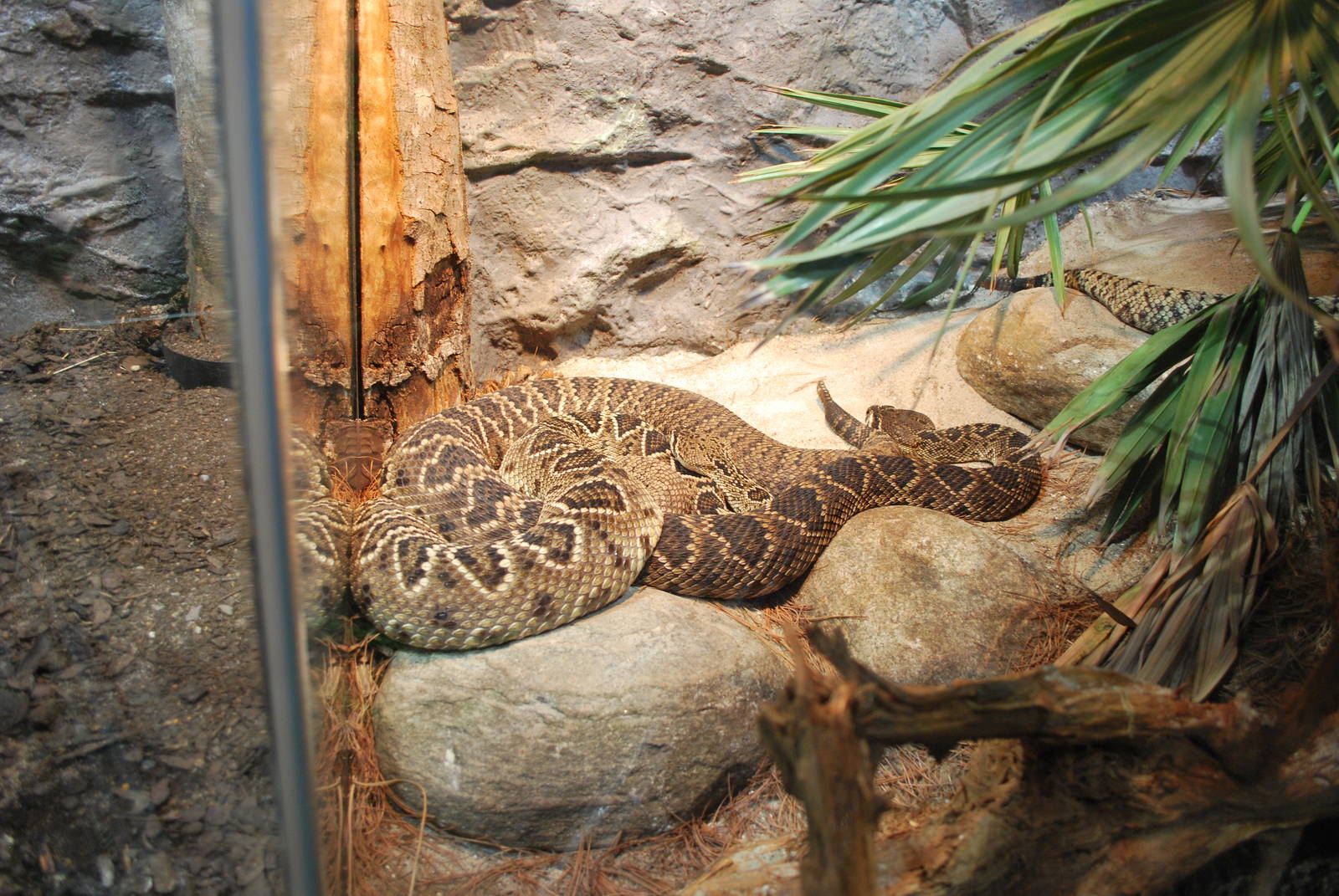 Universeum - the Deadly But Beautiful exhibition