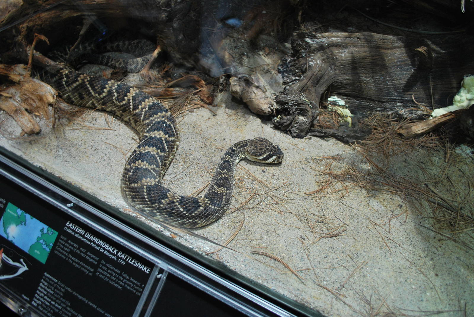 Universeum - the Deadly But Beautiful exhibition