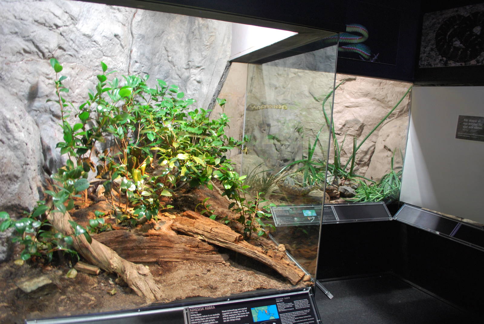 Universeum - the Deadly But Beautiful exhibition