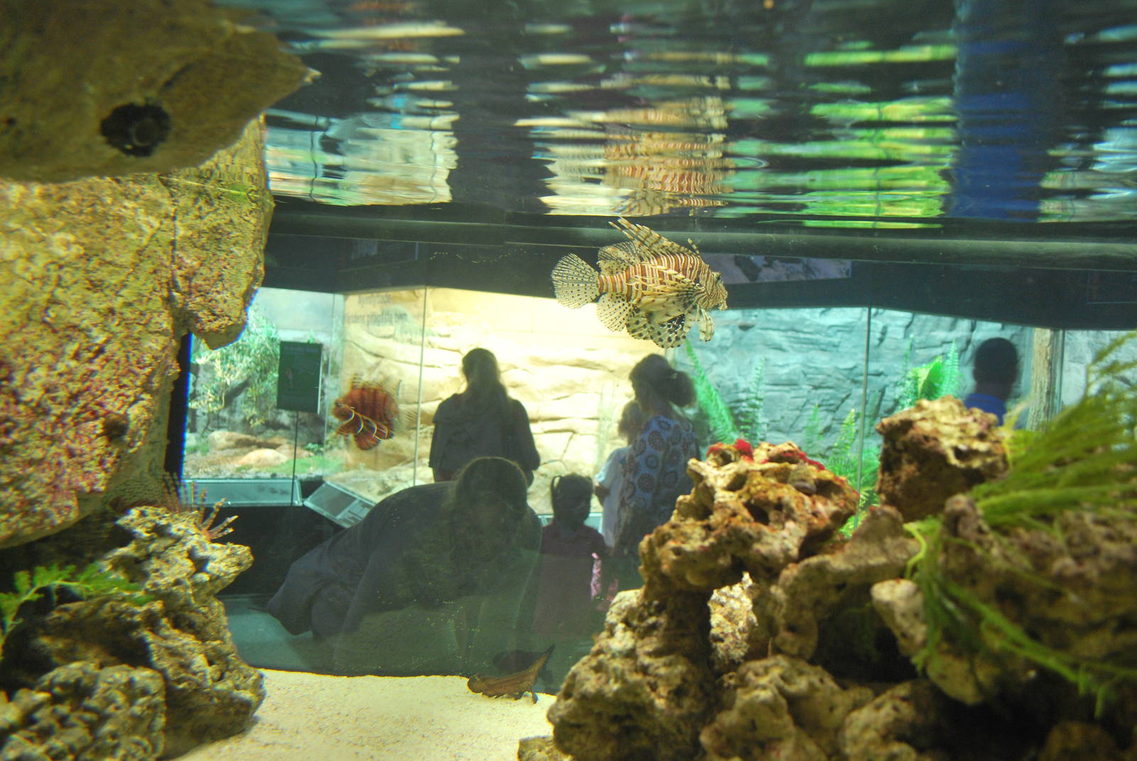 Universeum - the Deadly But Beautiful exhibition