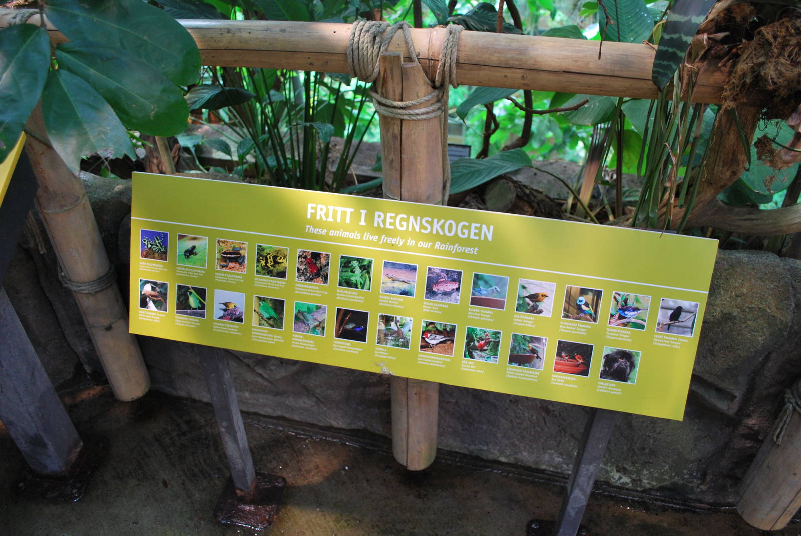 Universeum - The Rain Forest