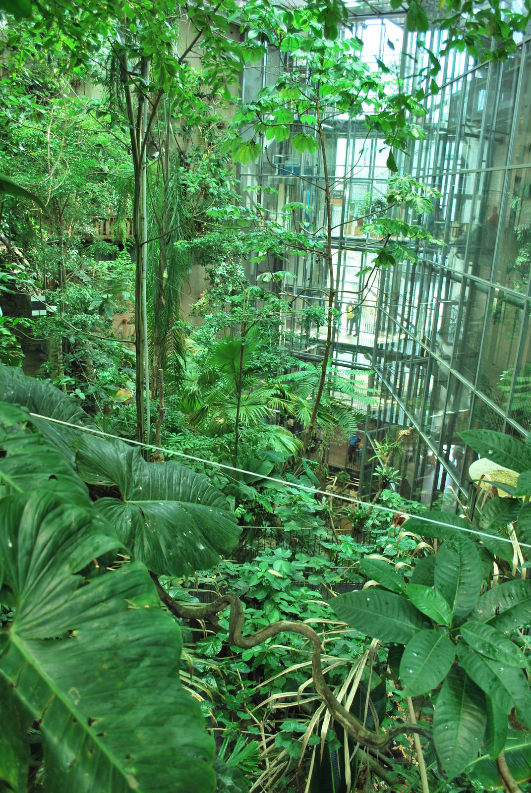 Universeum - The Rain Forest