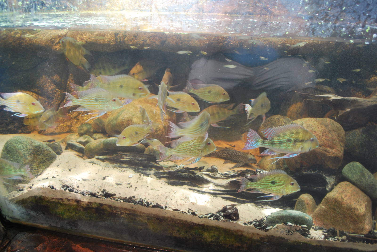 Universeum - The Rain Forest