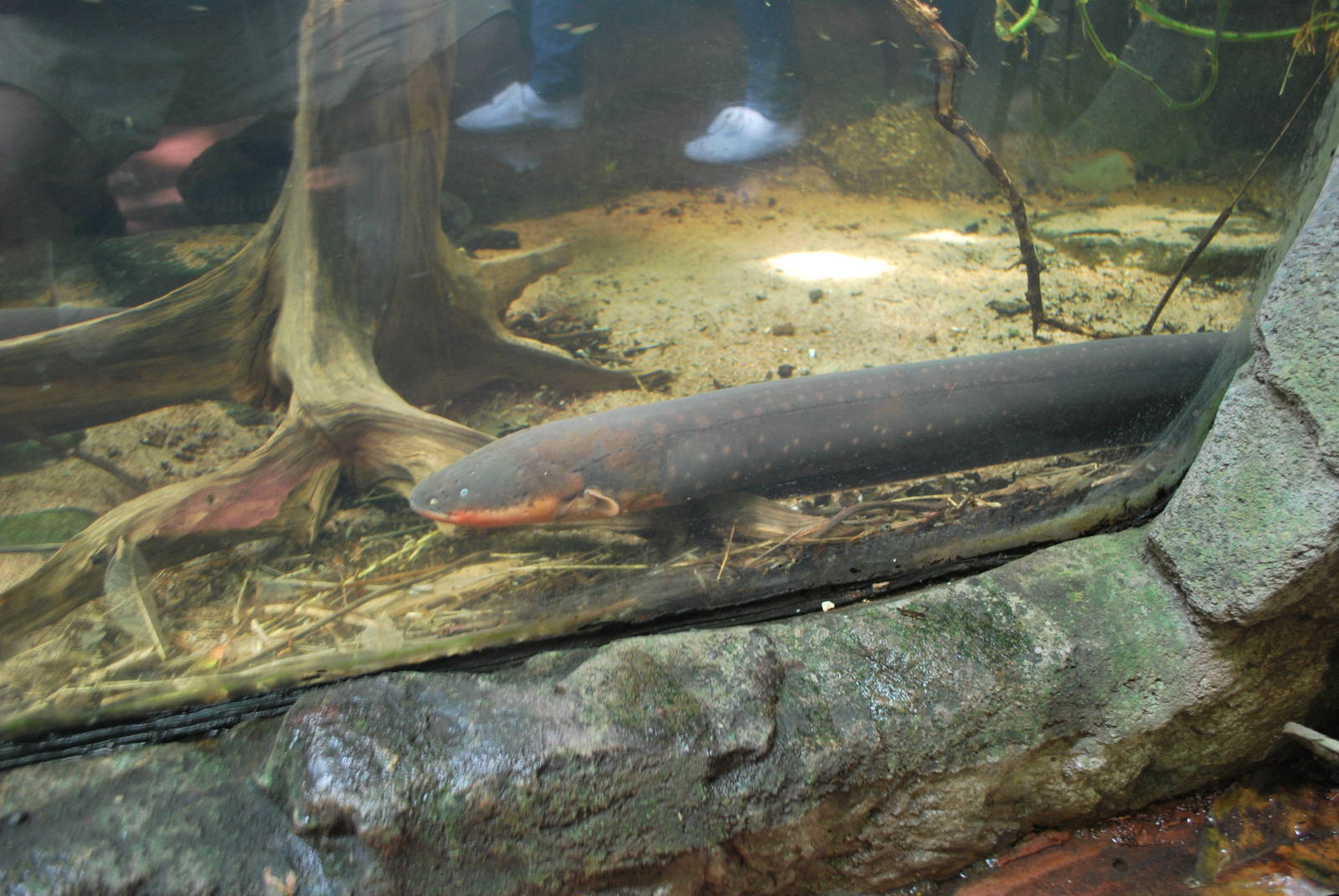 Universeum - The Rain Forest