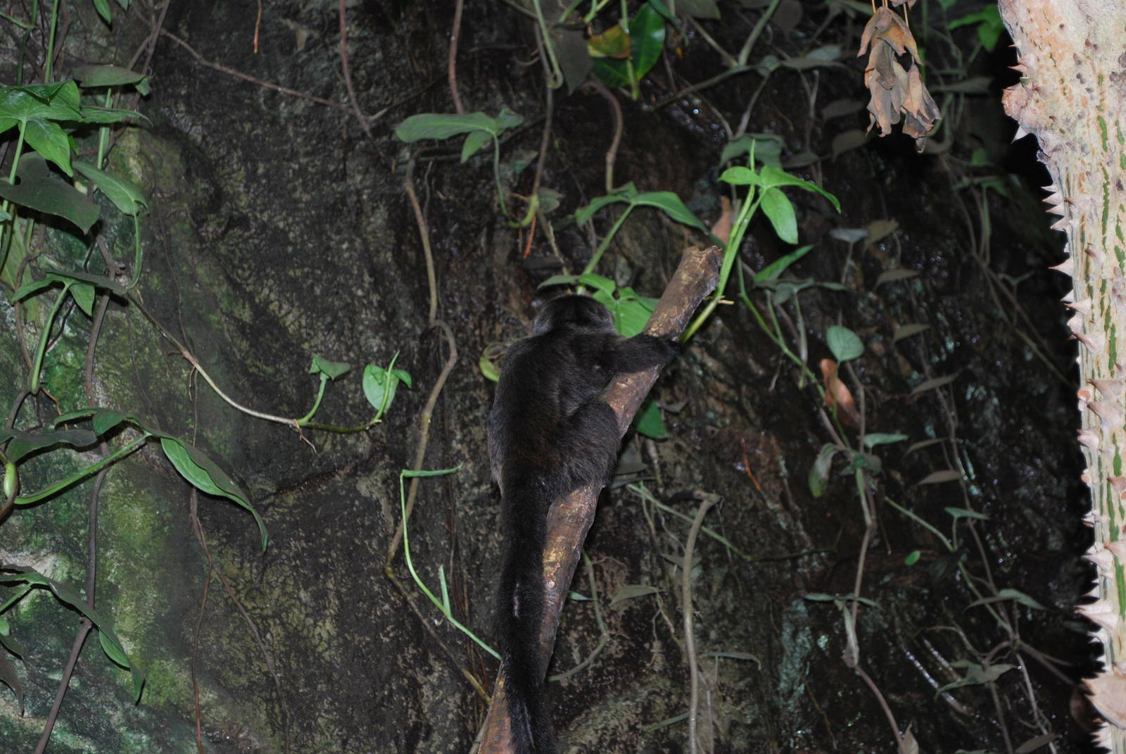 Universeum - The Rain Forest