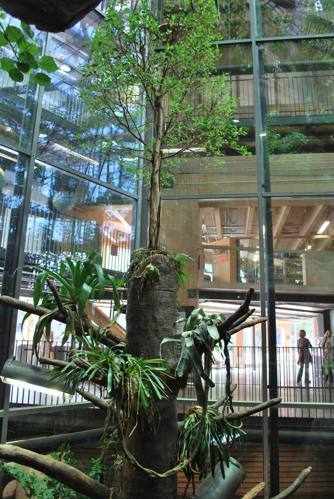 Universeum - The Rain Forest