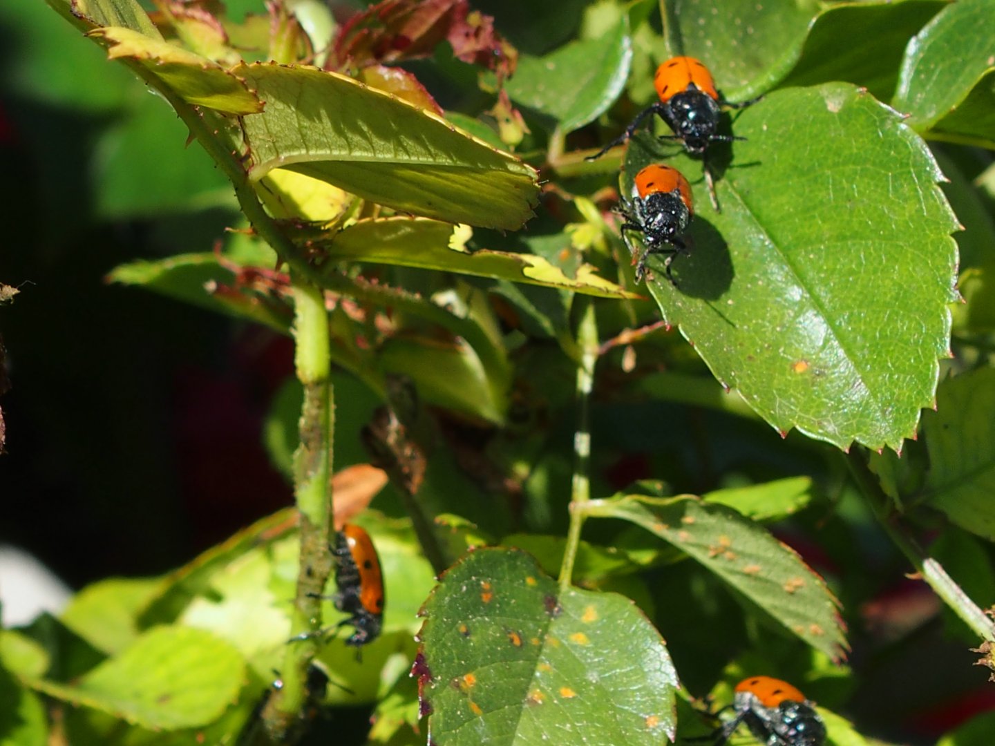 unknow beetle, but feasting on the rose bushes Menorca may 16th
