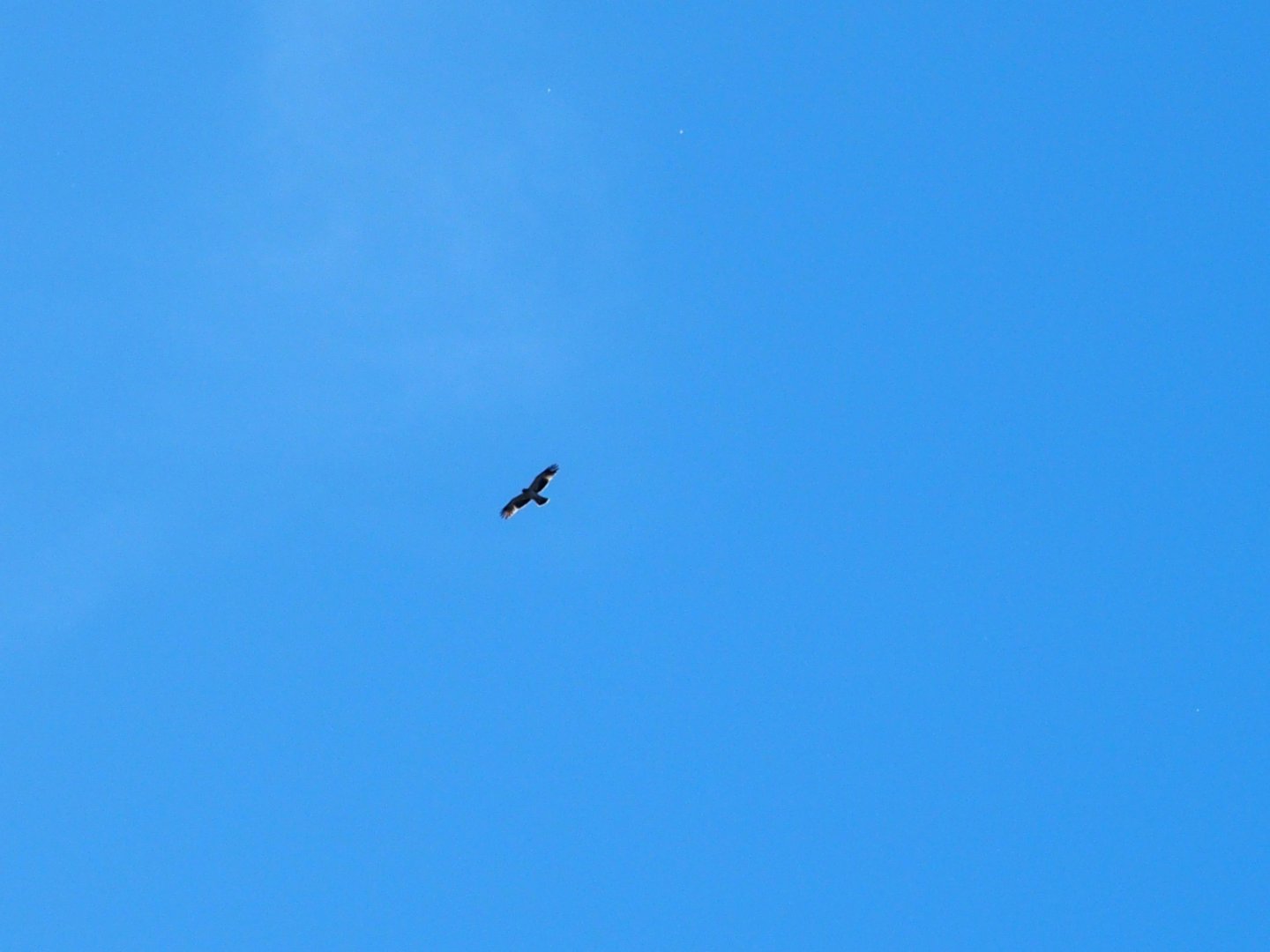 unknow, possibly an osprey