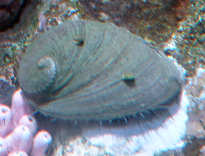 Unknown abalone, please help ID!