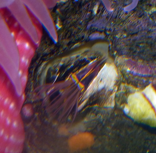 Unknown acorn barnacle, please help ID!