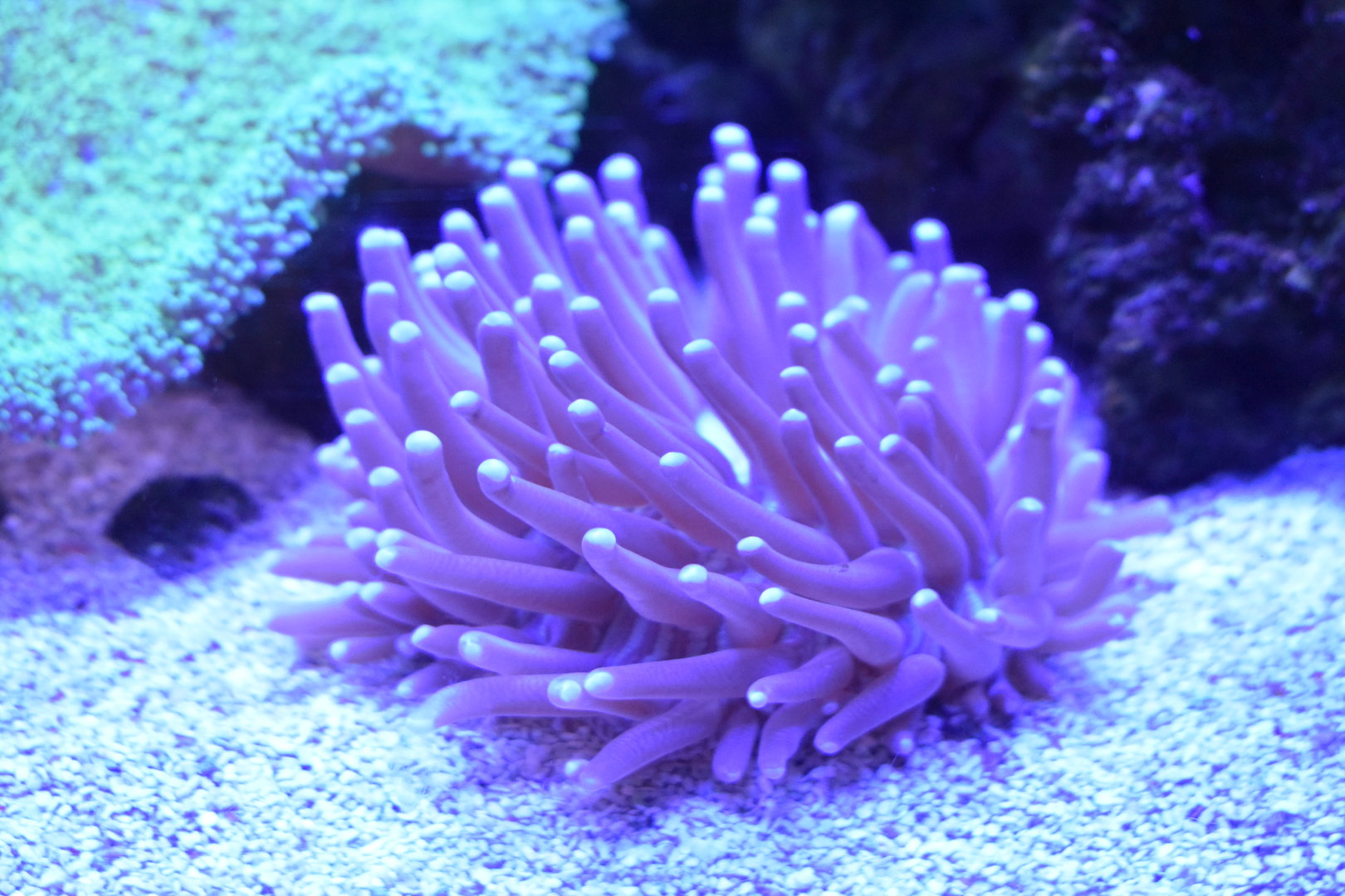 Unknown Anemone