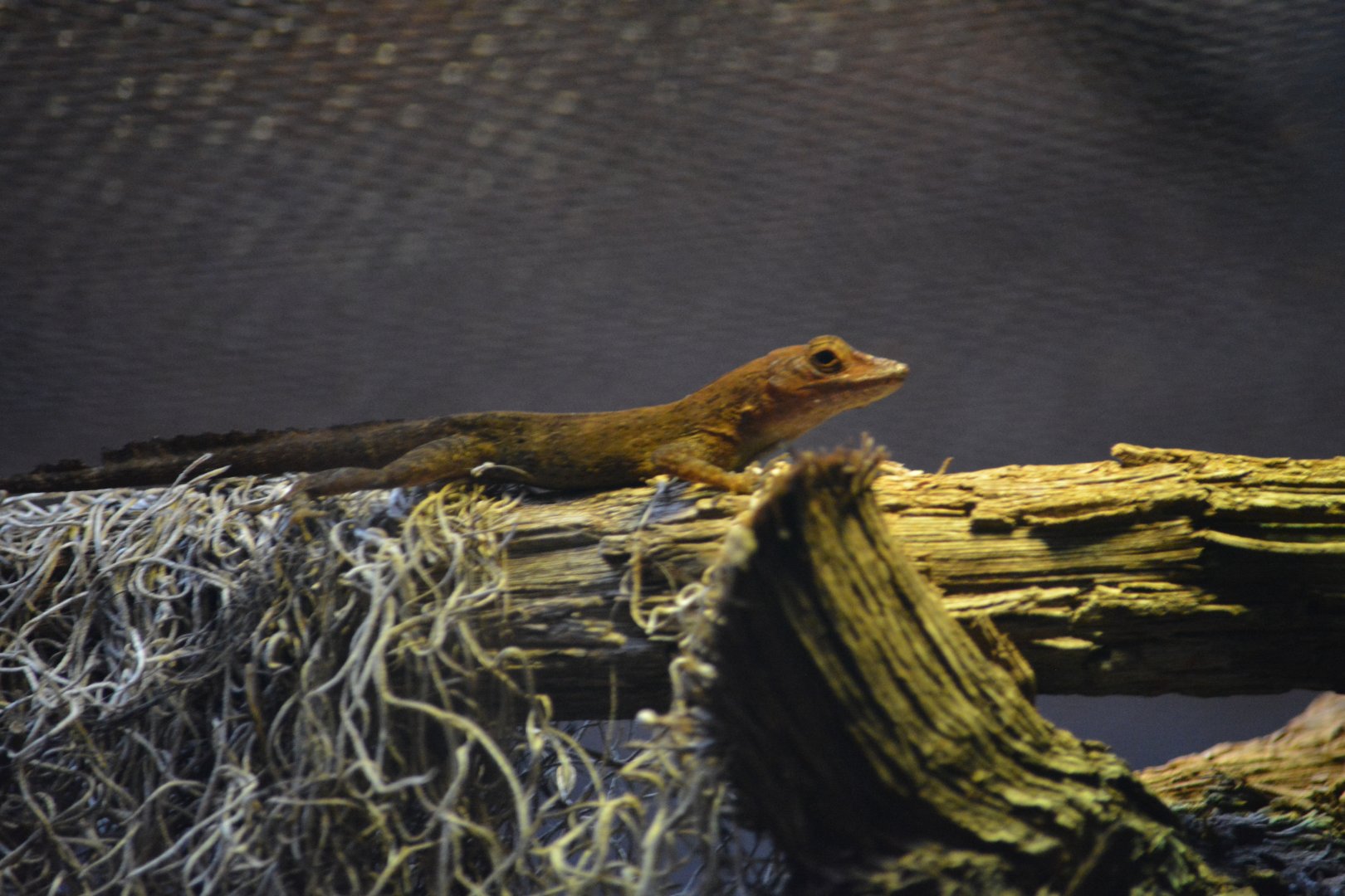 Unknown Anole - Reptilandia Reptile Lagoon