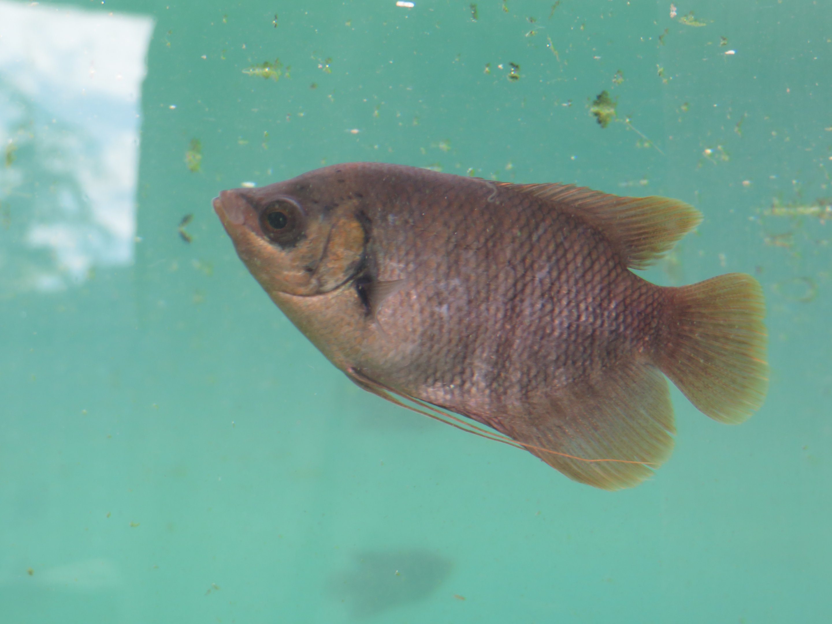 Unknown (Asian?) Fish