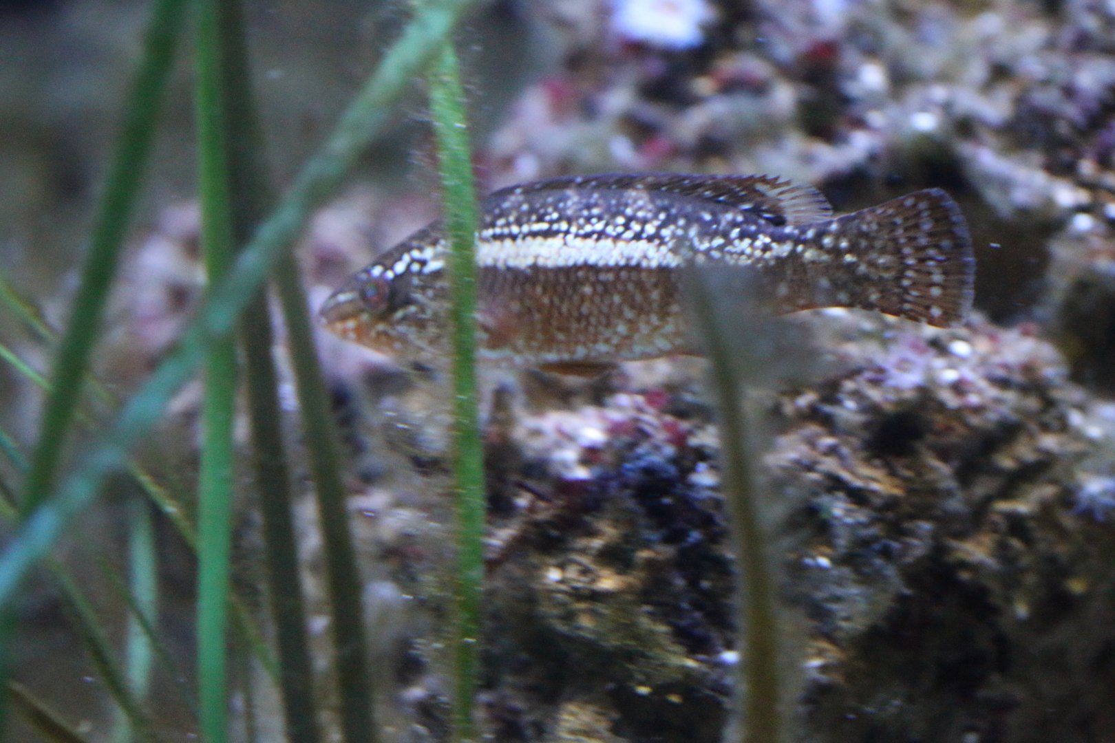 Unknown Atlantic Fish