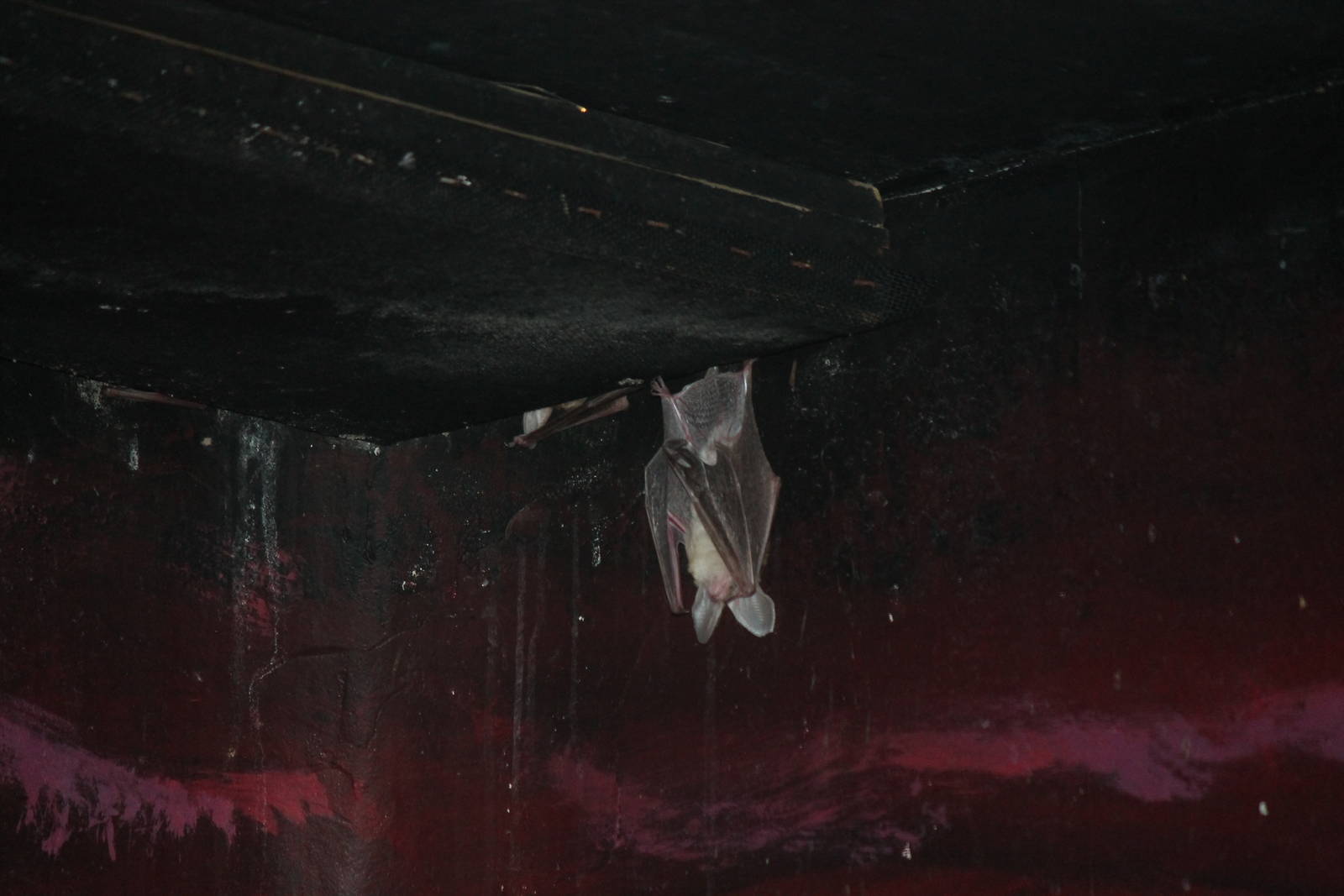 Unknown bat in Texas Wild!