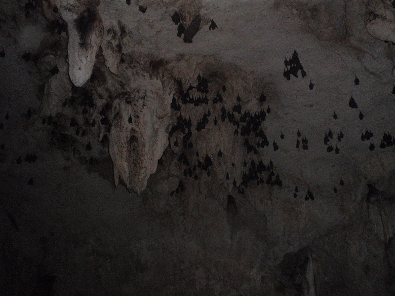 Unknown bats in the Gran Cenote