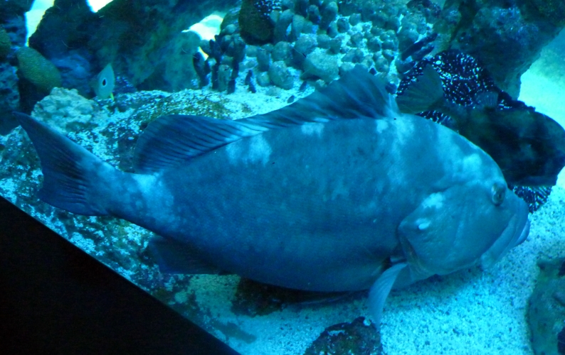 Unknown big fish, please help ID!