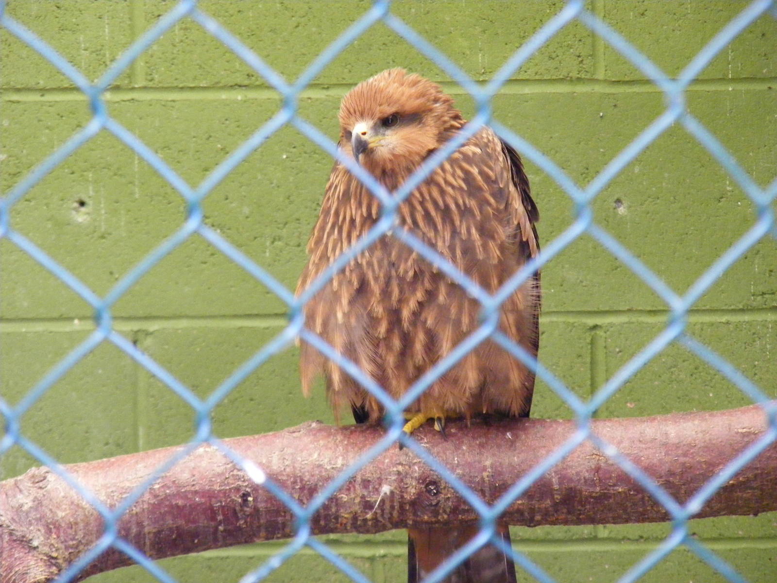Unknown bird at Trotters World of Animals, 15 May 2010