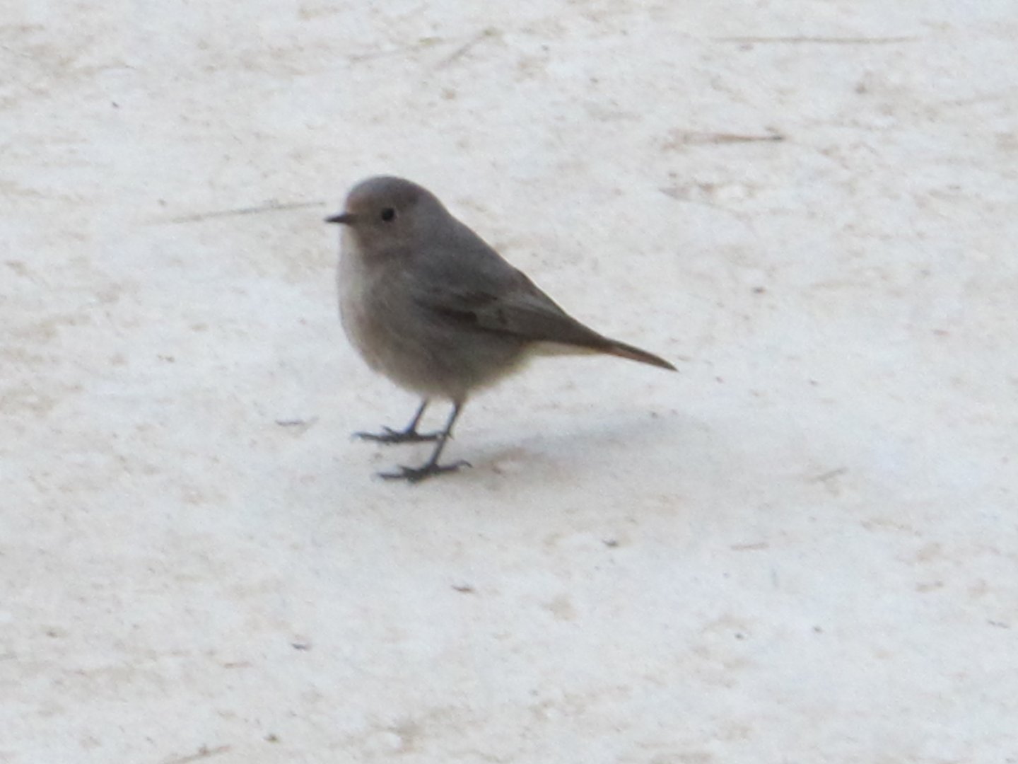 Unknown Bird - Barcelona - Feb 2012
