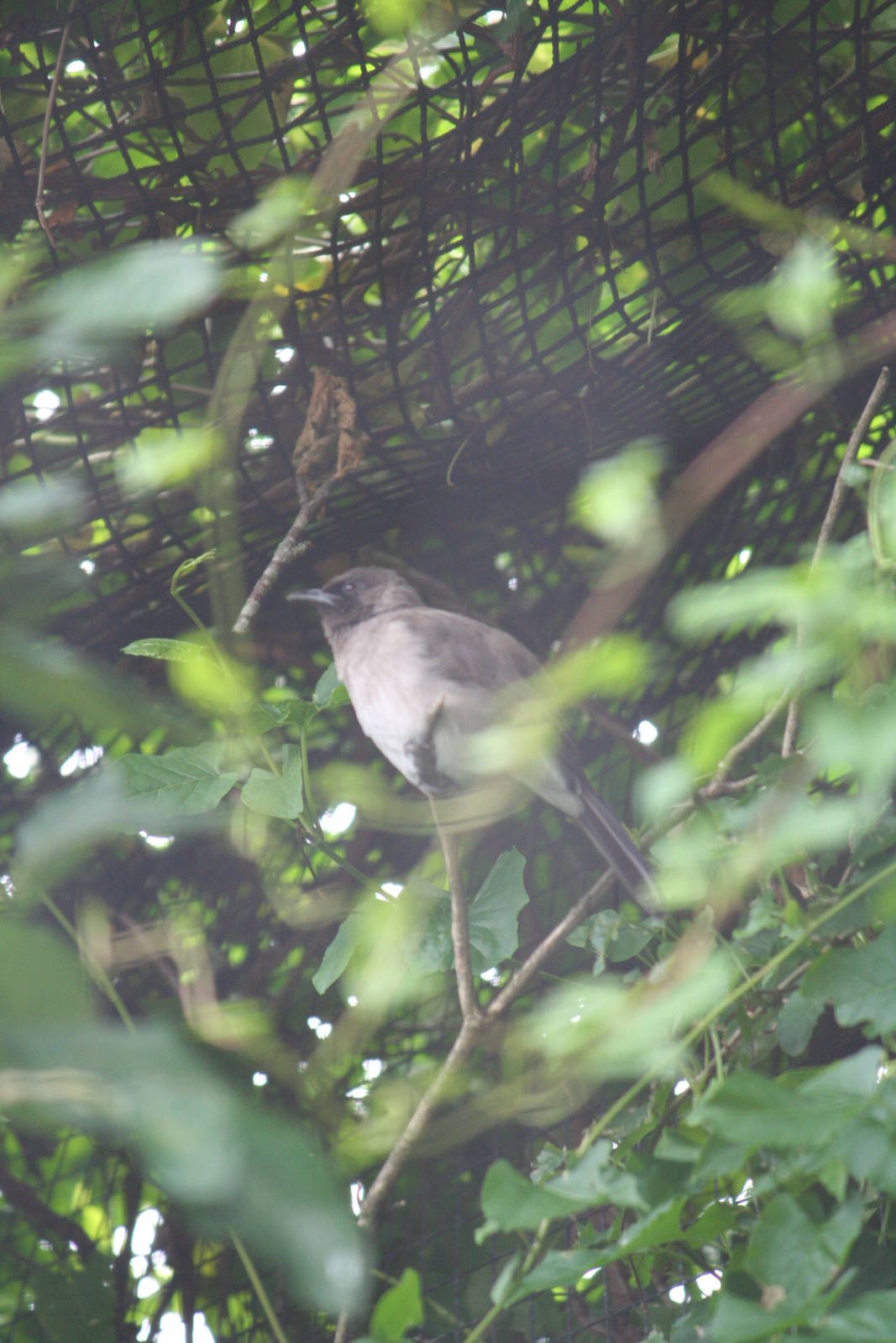 Unknown bird, ID please?