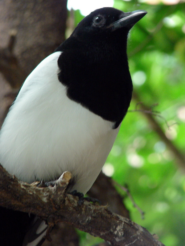 Unknown Bird (Jungle World, Bronx Zoo)