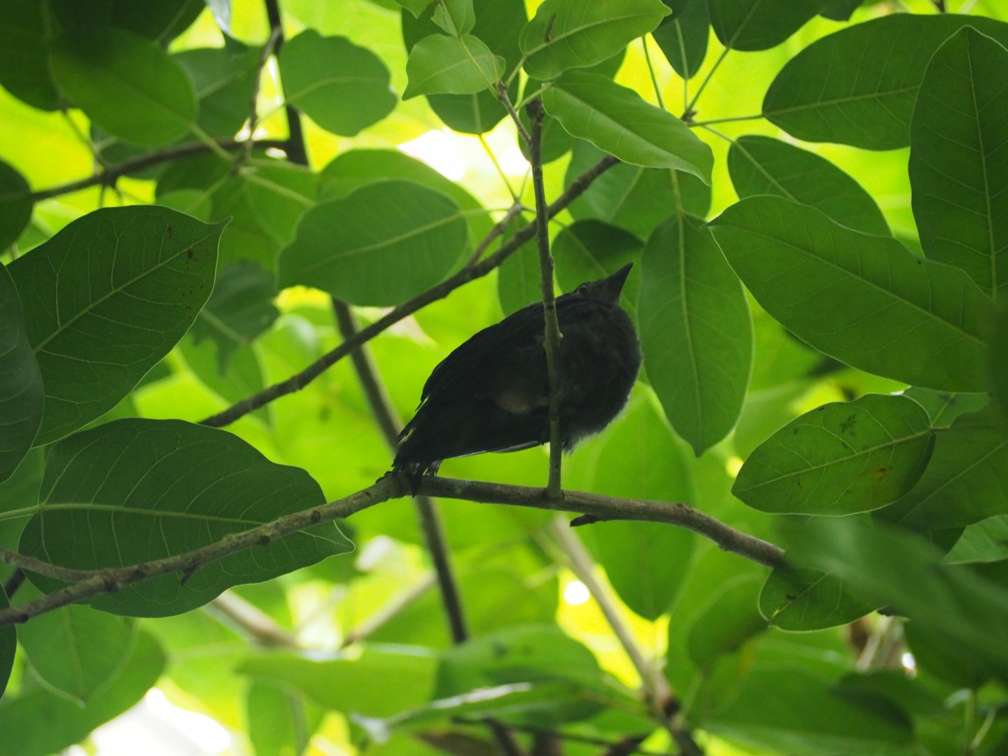 Unknown Bird Juvenile