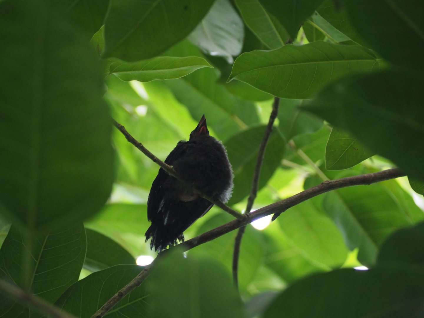 Unknown Bird Juvenile