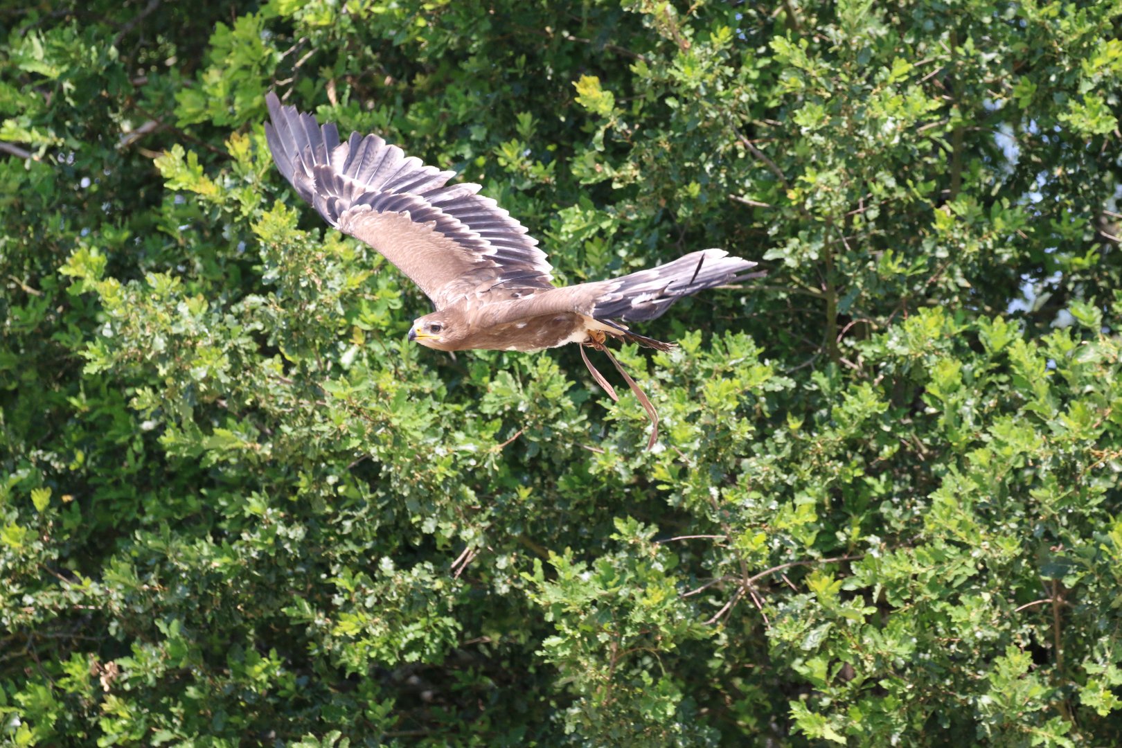 Unknown Bird of Prey
