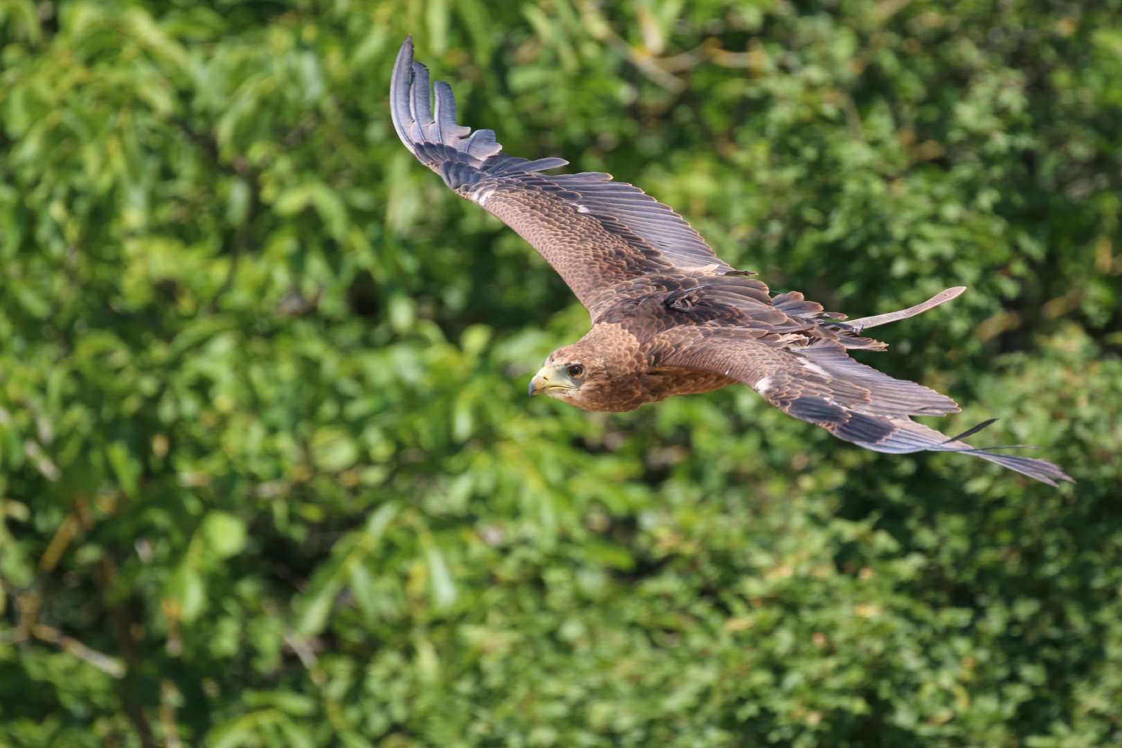 Unknown Bird of Prey