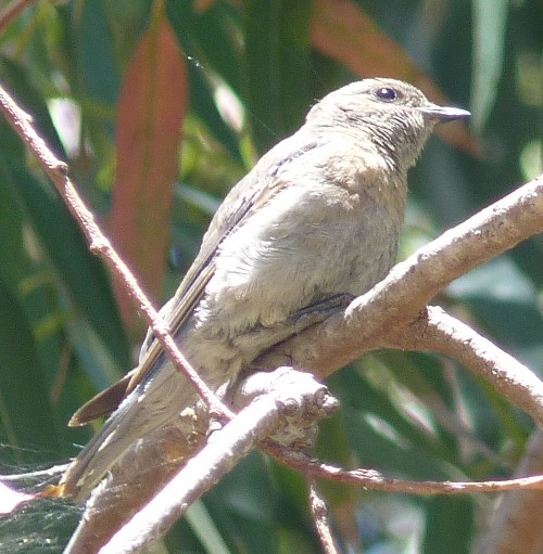 Unknown bird, please ID