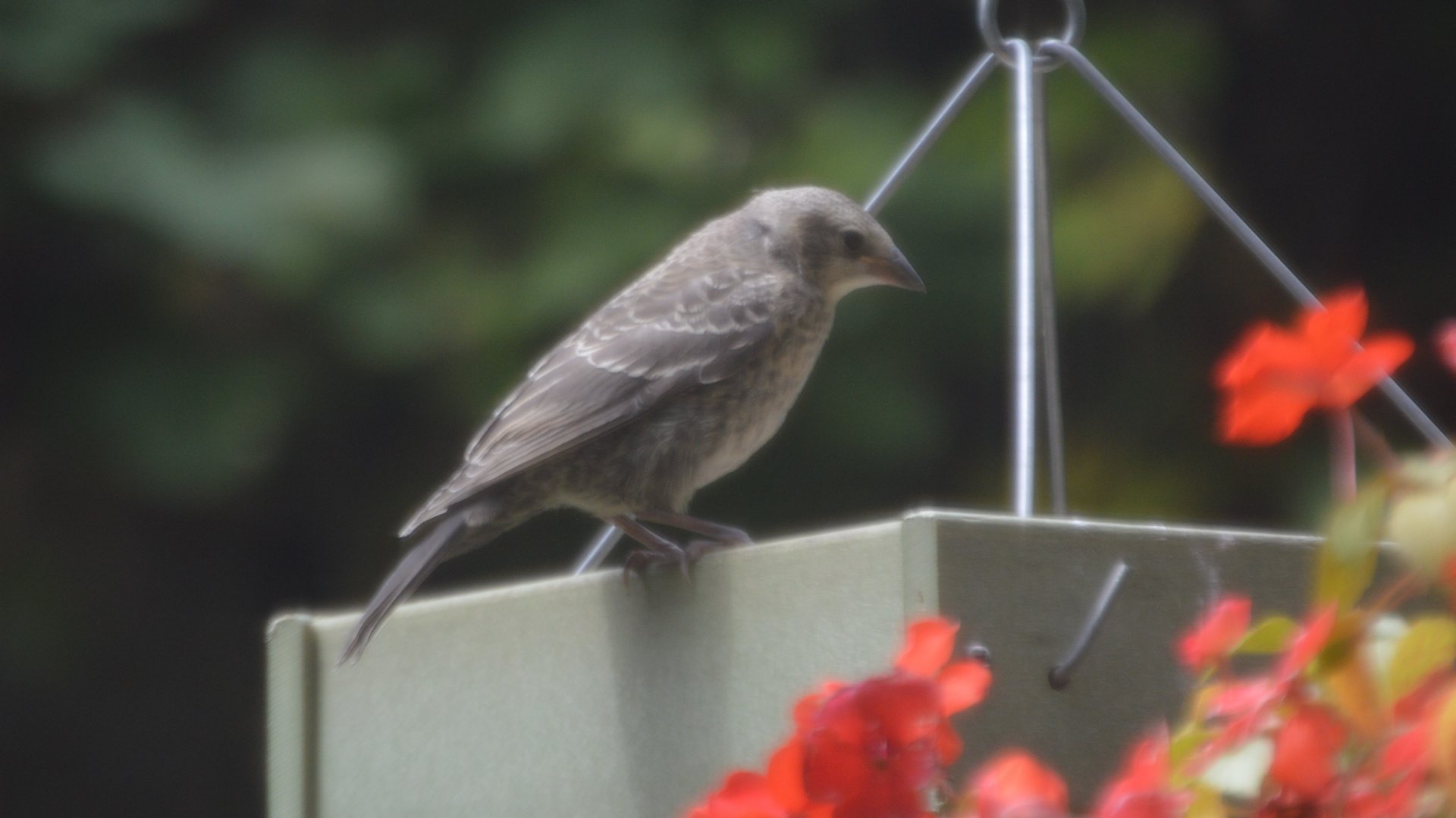 Unknown Bird (Seattle, WA)