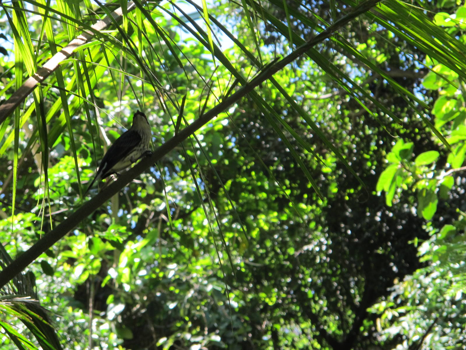Unknown Bird Species at San Diego Zoo