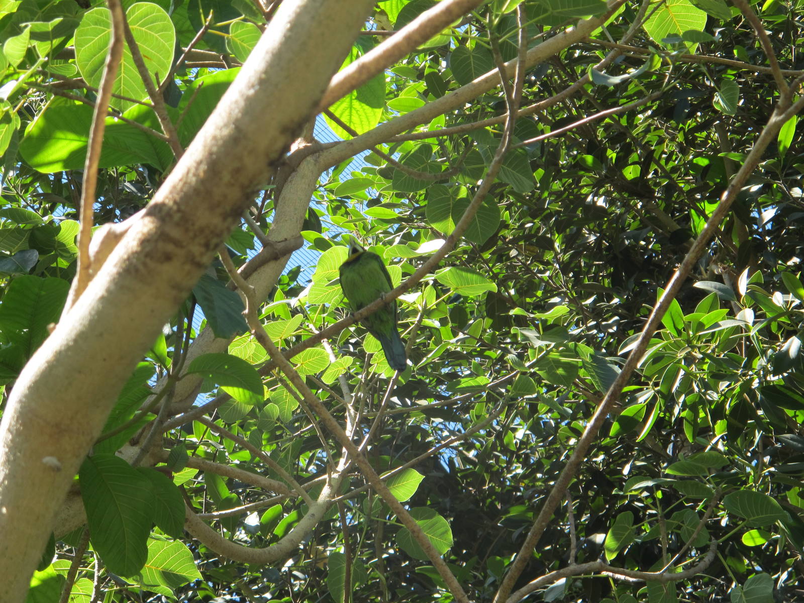 Unknown Bird Species at San Diego Zoo
