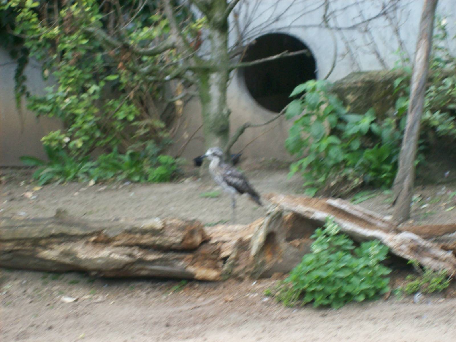 unknown bird species