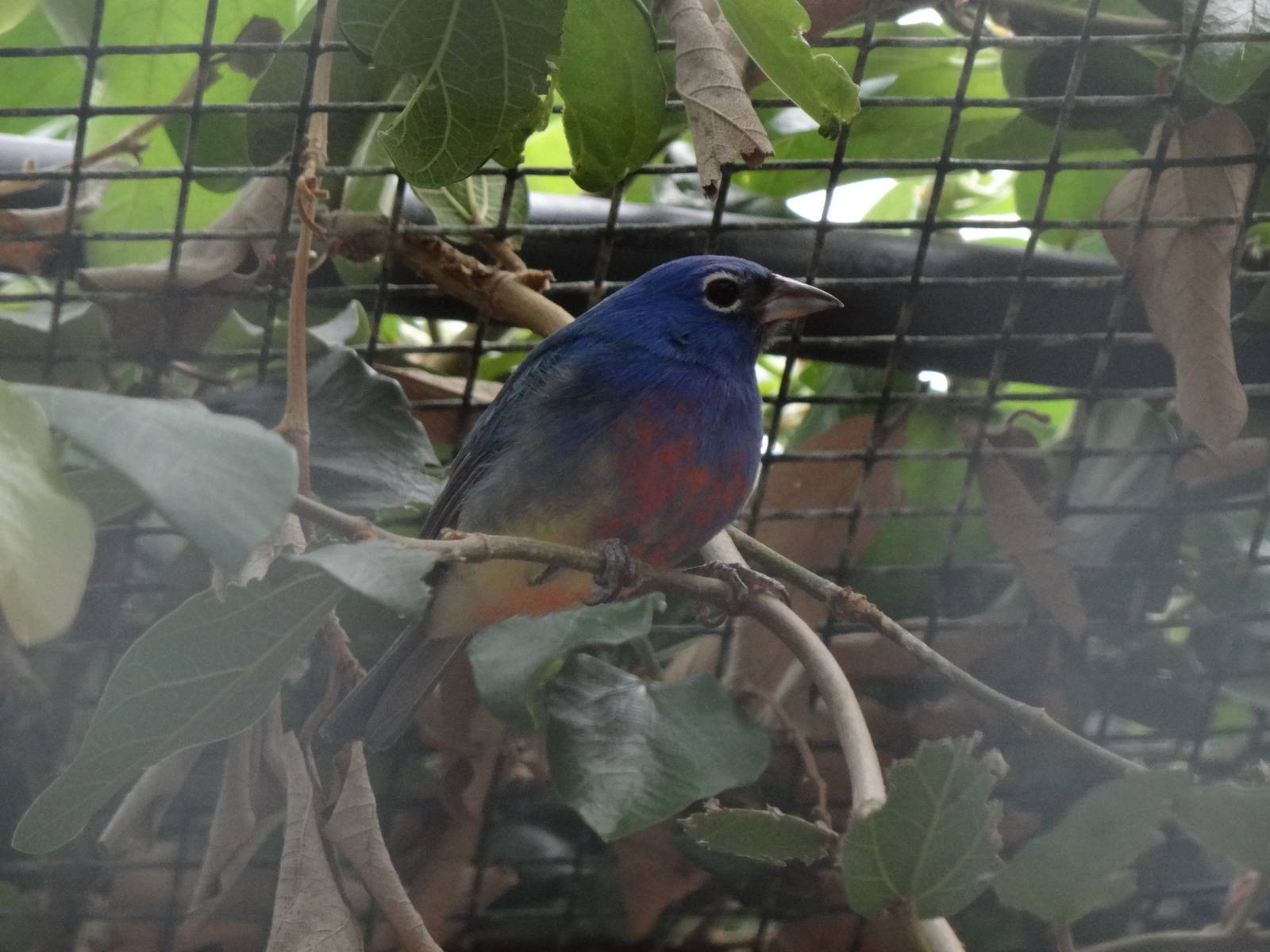 unknown bird species?