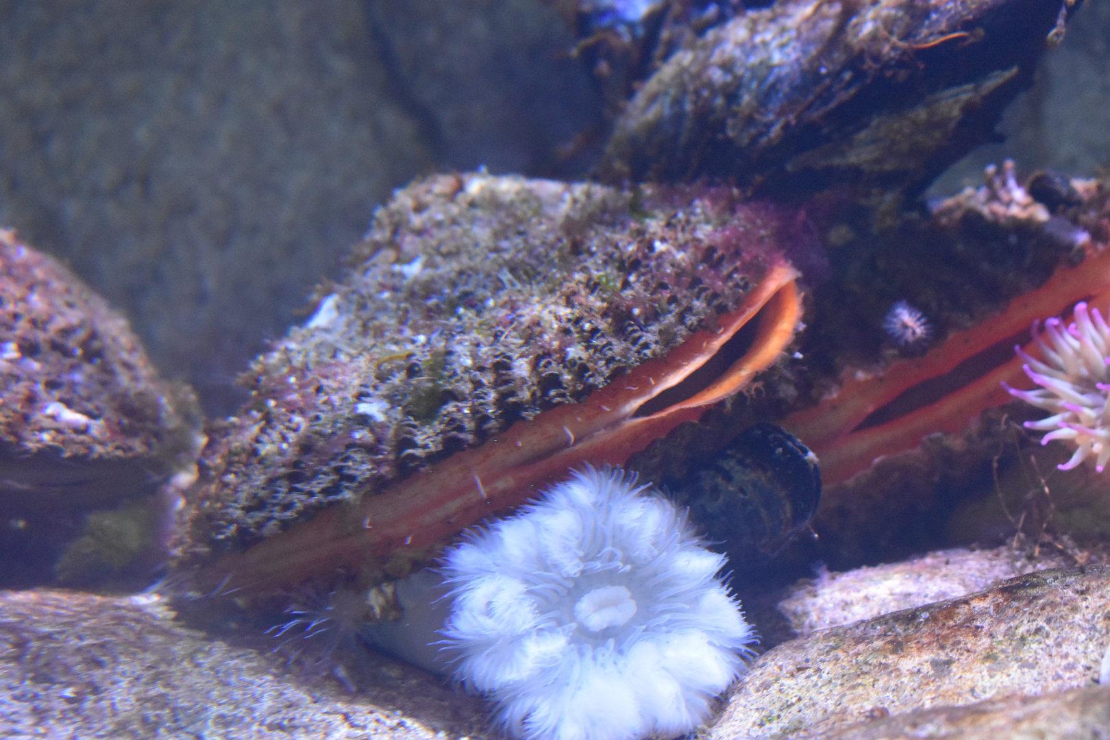 Unknown Bivalve - Kansas City Zoo