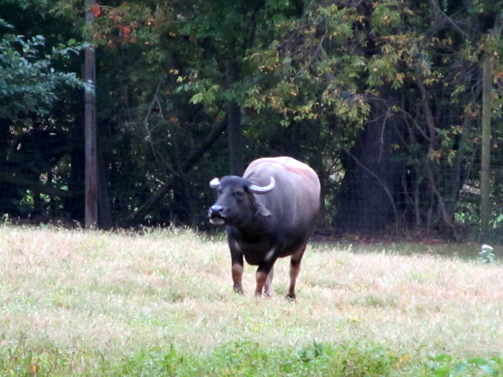 Unknown Bovid Species