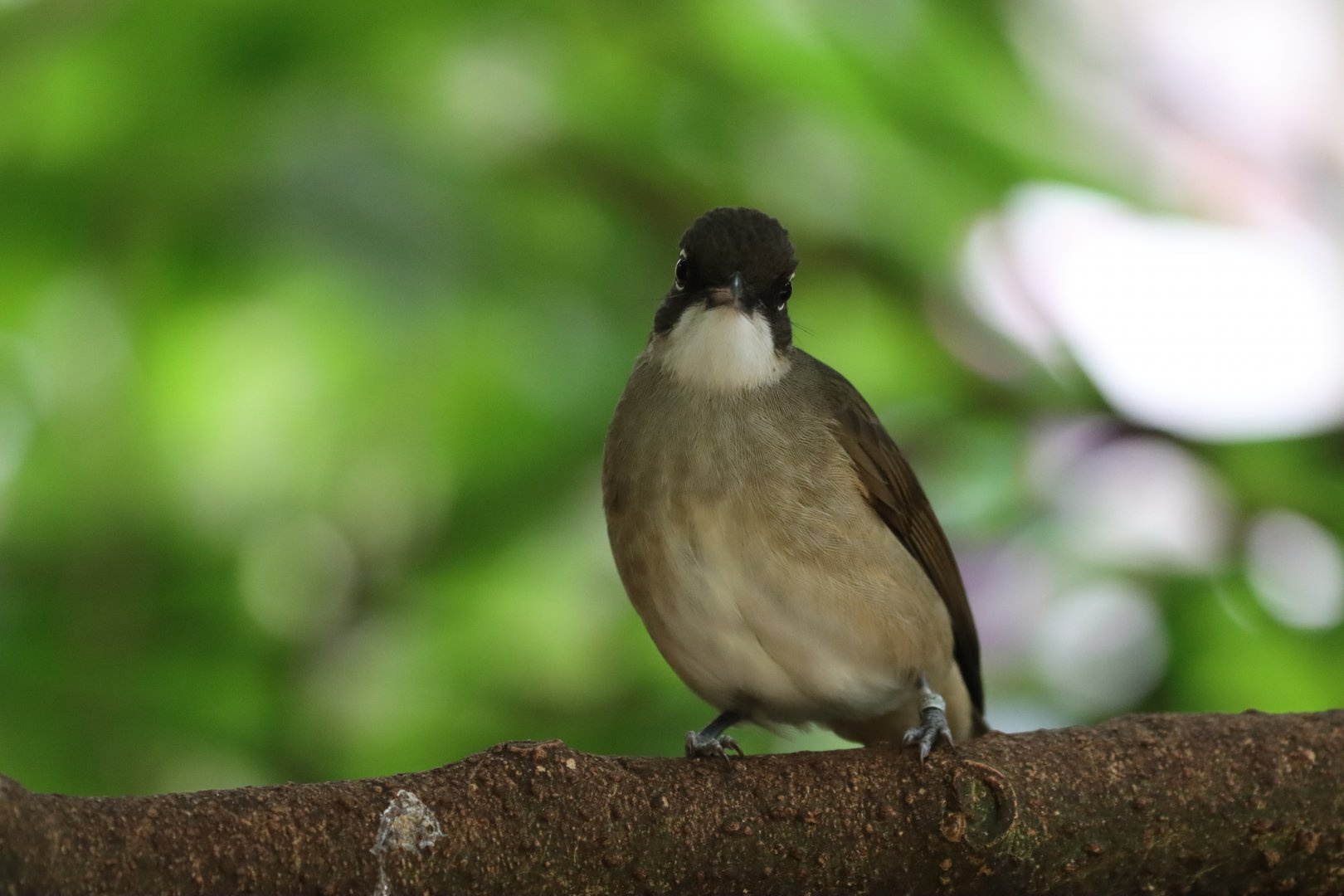 Unknown Bulbul