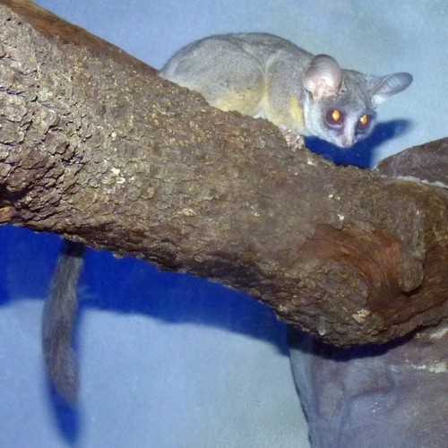 UNKNOWN bushbaby, please ID!!!! (22-7-17 Faunia)